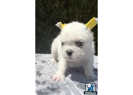 a white french bulldog puppy with a yellow bow