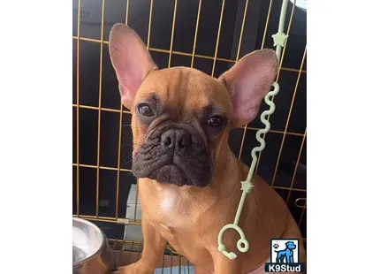 a french bulldog dog with a leash in a cage