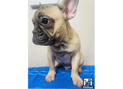 a small french bulldog dog wearing a blue shirt