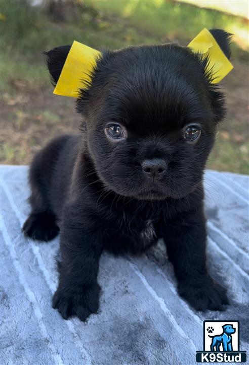 a black monkey with a yellow hat