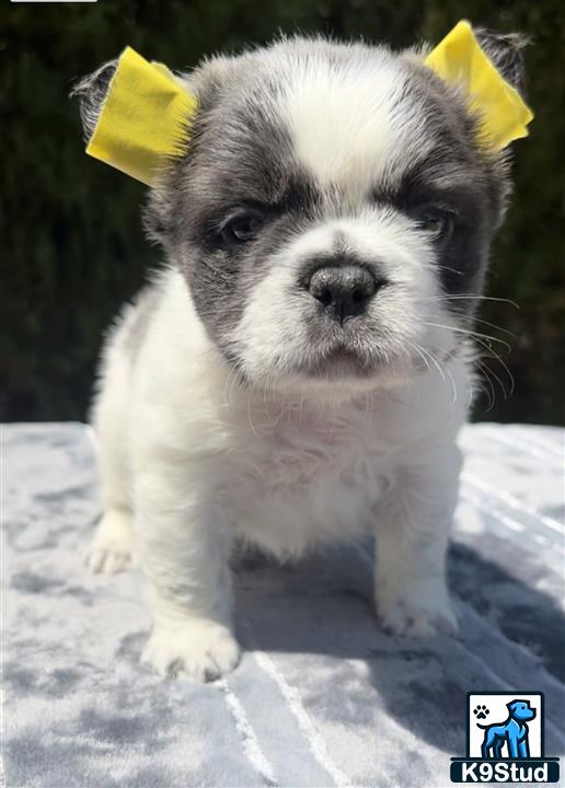 a french bulldog dog wearing a yellow crown