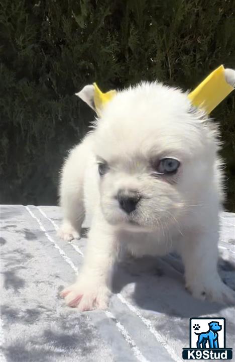 a white french bulldog puppy with a yellow bow