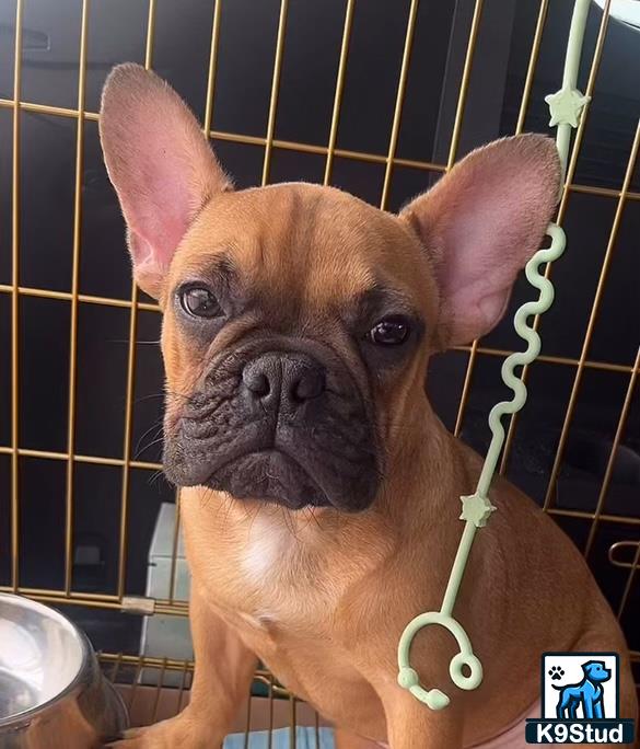 a french bulldog dog with a leash in a cage