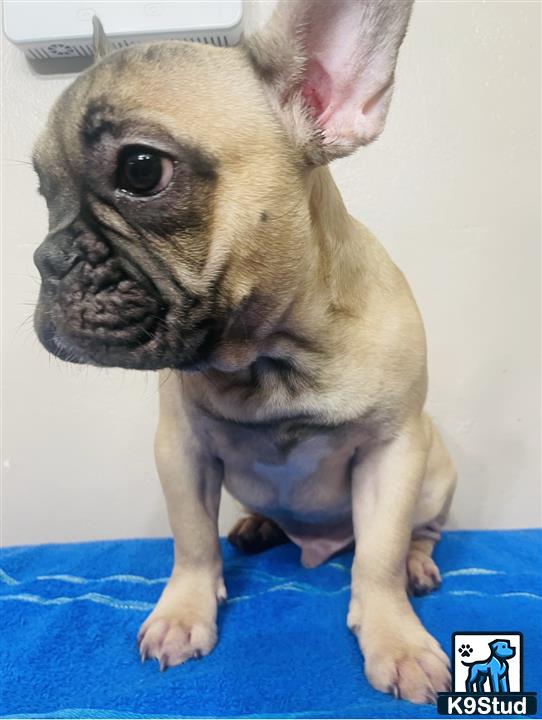 a small french bulldog dog wearing a blue shirt