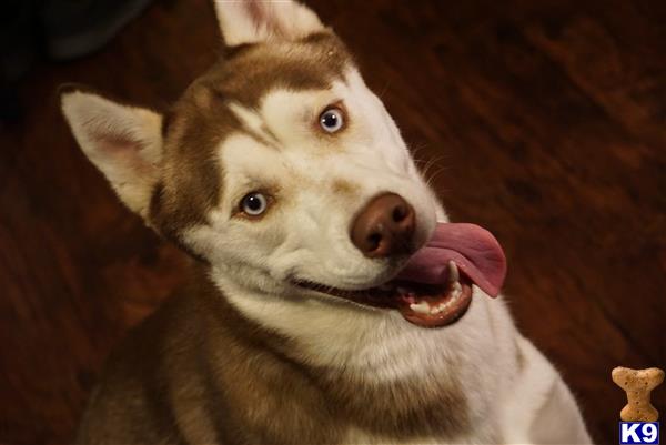 a siberian husky dog with its mouth open