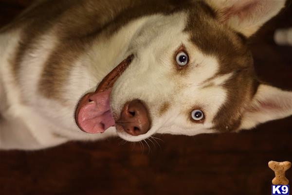 a siberian husky dog with its tongue out