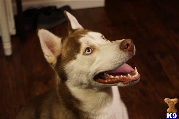 a siberian husky dog with its mouth open