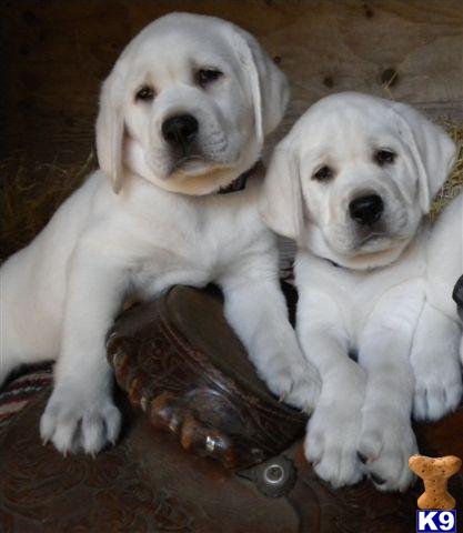 two white labrador retriever puppies sitting on a skateboard