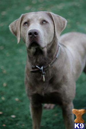 a labrador retriever dog standing on grass