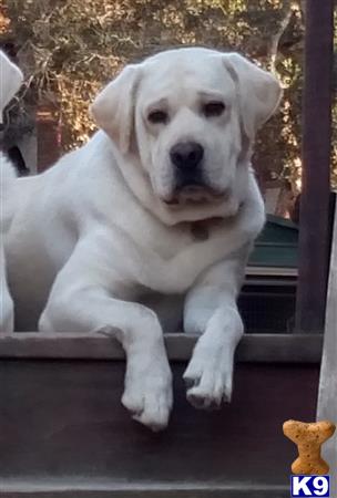 a white labrador retriever dog sitting on a window ledge