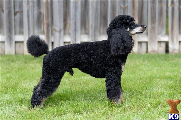 a black poodle dog standing on grass