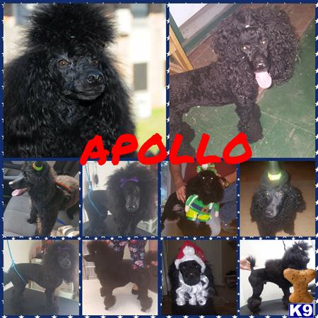 a collage of a poodle dog
