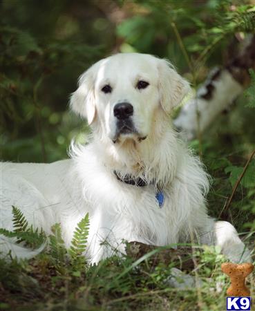 a white golden retriever dog sitting in the grass