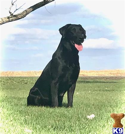 a labrador retriever dog standing in a grassy field