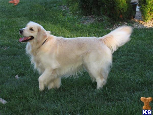 a white golden retriever dog standing in a grassy area