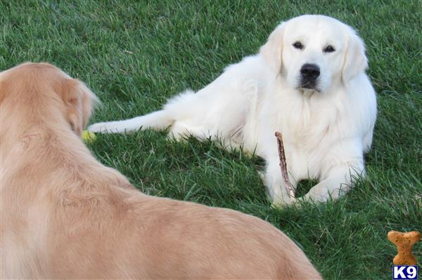 a golden retriever dog lying on grass