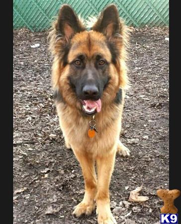 a german shepherd dog sitting on the ground