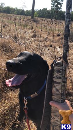 a black labrador retriever dog in a fenced in area