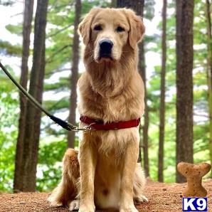 a golden retriever dog sitting in a forest