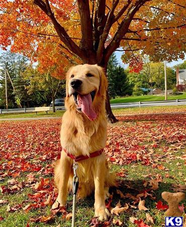 a golden retriever dog sitting in a pile of leaves