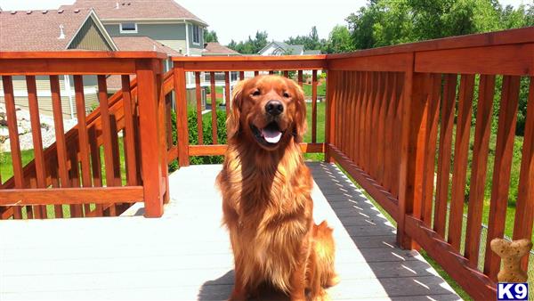 a golden retriever dog sitting on a porch