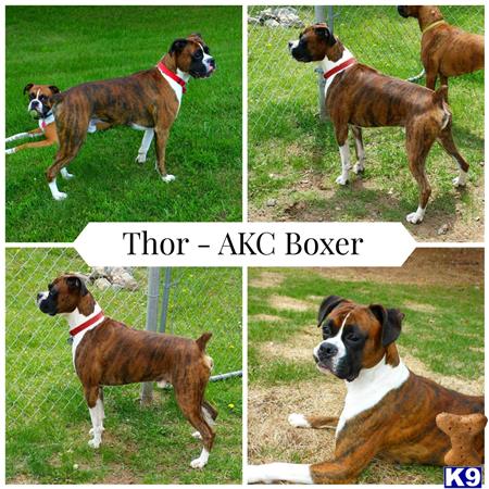 a collage of a boxer dog