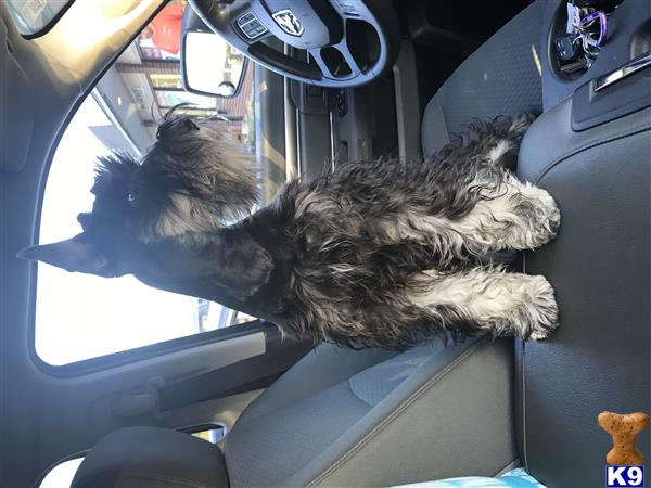 a miniature schnauzer dog sitting in a car