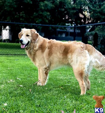 a golden retriever dog standing in a grassy area