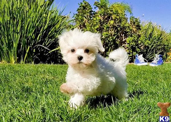 a white maltese dog in the grass