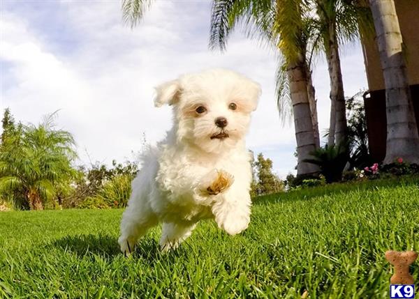 a maltese dog running in a grassy area