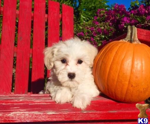 a mixed breed dog sitting next to a pumpkin