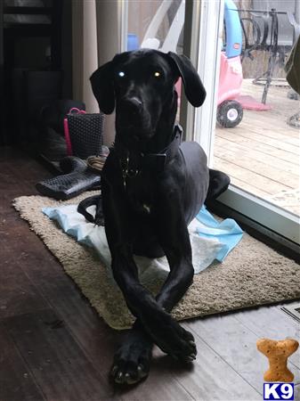 a black great dane dog sitting on a rug