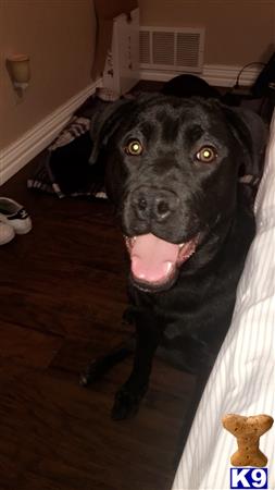 a cane corso dog with its tongue out