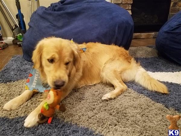 a golden retriever dog lying on the ground with a toy