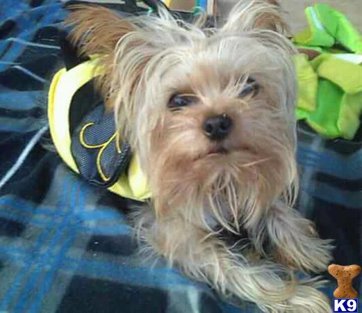 a yorkshire terrier dog wearing a yellow headband