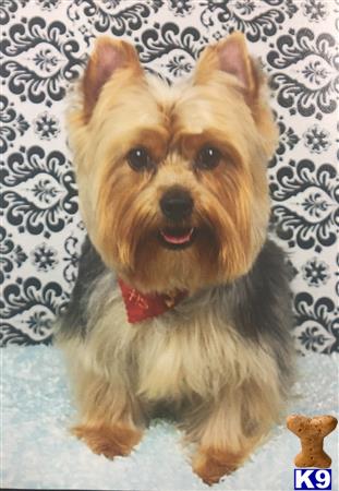 a yorkshire terrier dog sitting on a bed