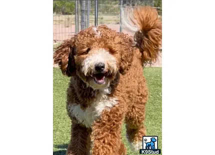 a goldendoodles dog standing on grass