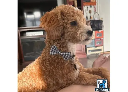 a poodle dog wearing a bow tie