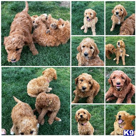 a collage of a goldendoodles dog