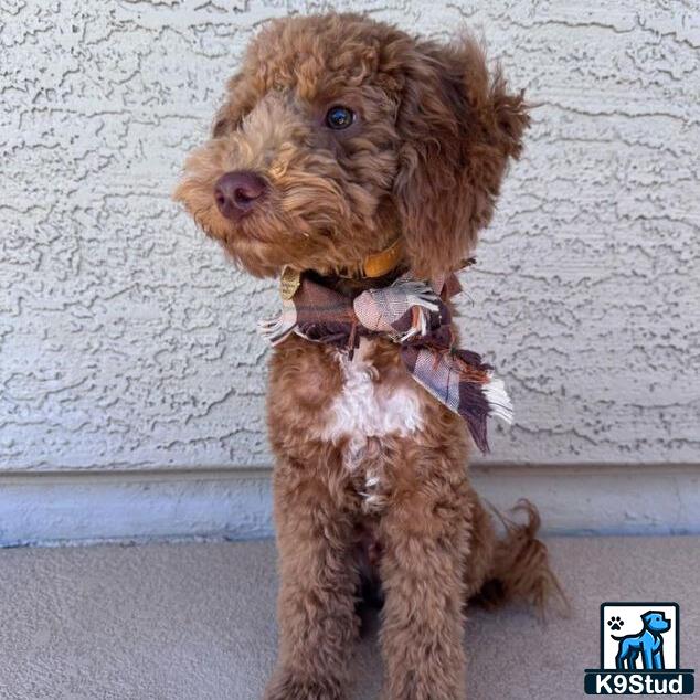 a goldendoodles dog wearing a bow tie