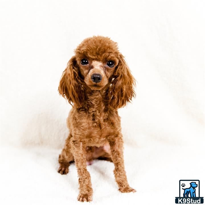 a brown and white poodle dog