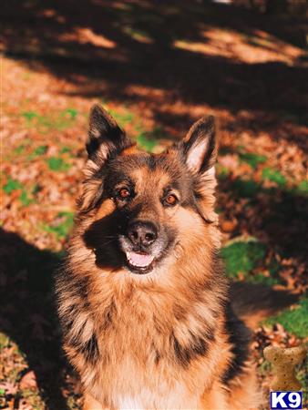 a german shepherd dog sitting outside