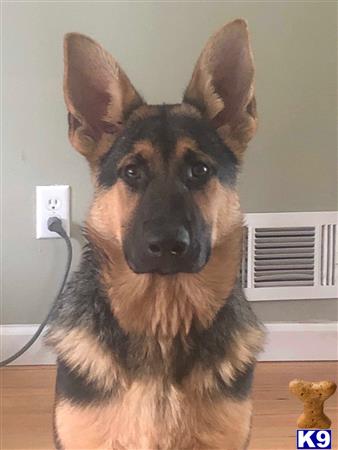 a german shepherd dog with a hat