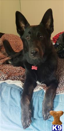 a german shepherd dog lying on a bed