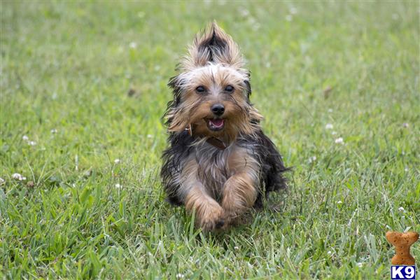 a yorkshire terrier dog running in a grassy area