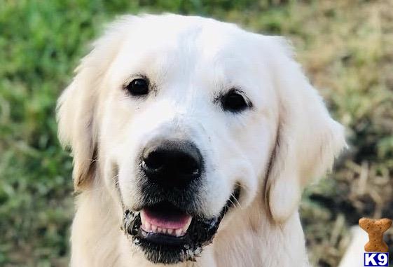 a white golden retriever dog with its tongue out