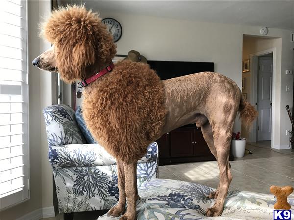 a poodle dog standing on a couch