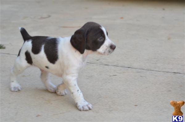 Brittany Puppy For Sale Brittany Spaniel German Shorthair Mix