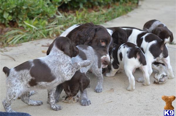 Brittany German Shorthair Mix Goldenacresdogs Com