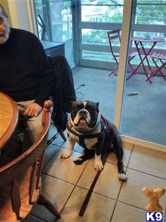 a american bulldog dog sitting on a chair